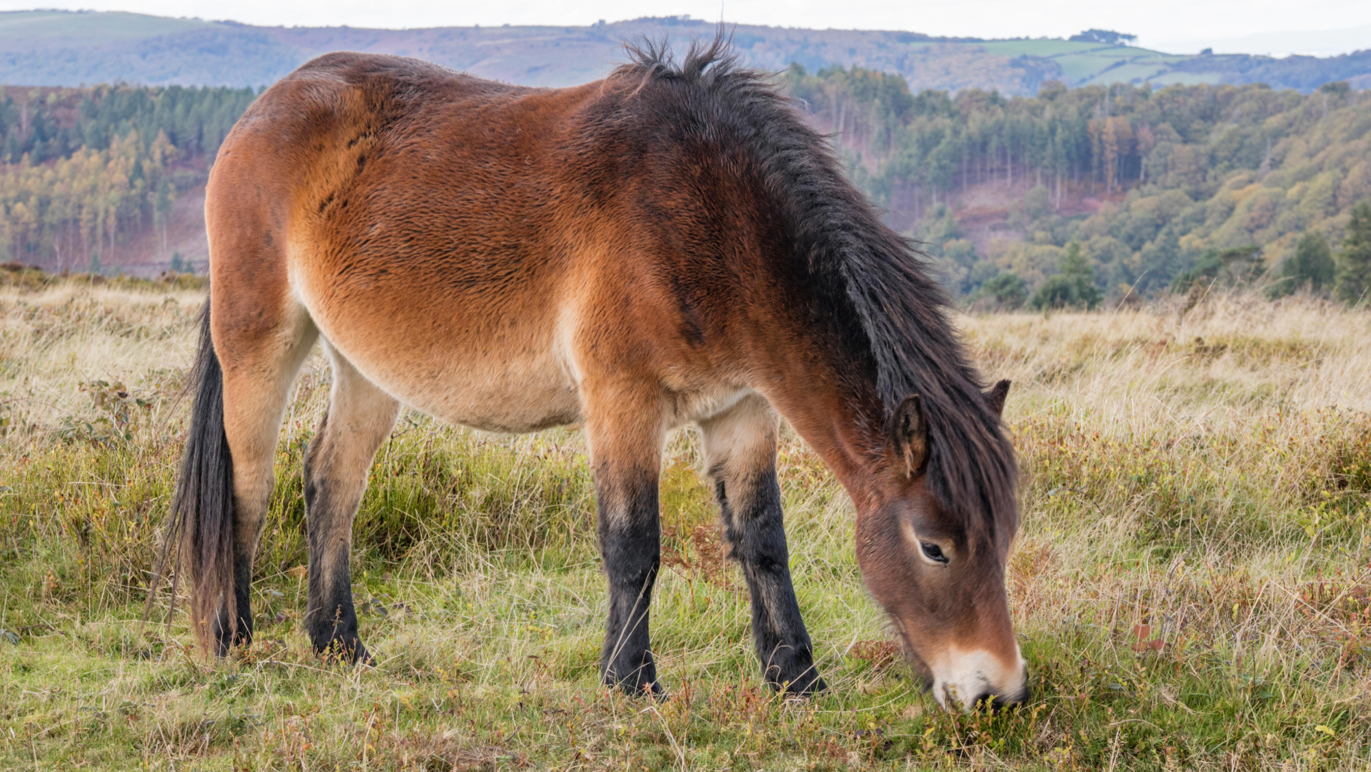 bay exmoor pony grazing with a mountainous view in the background