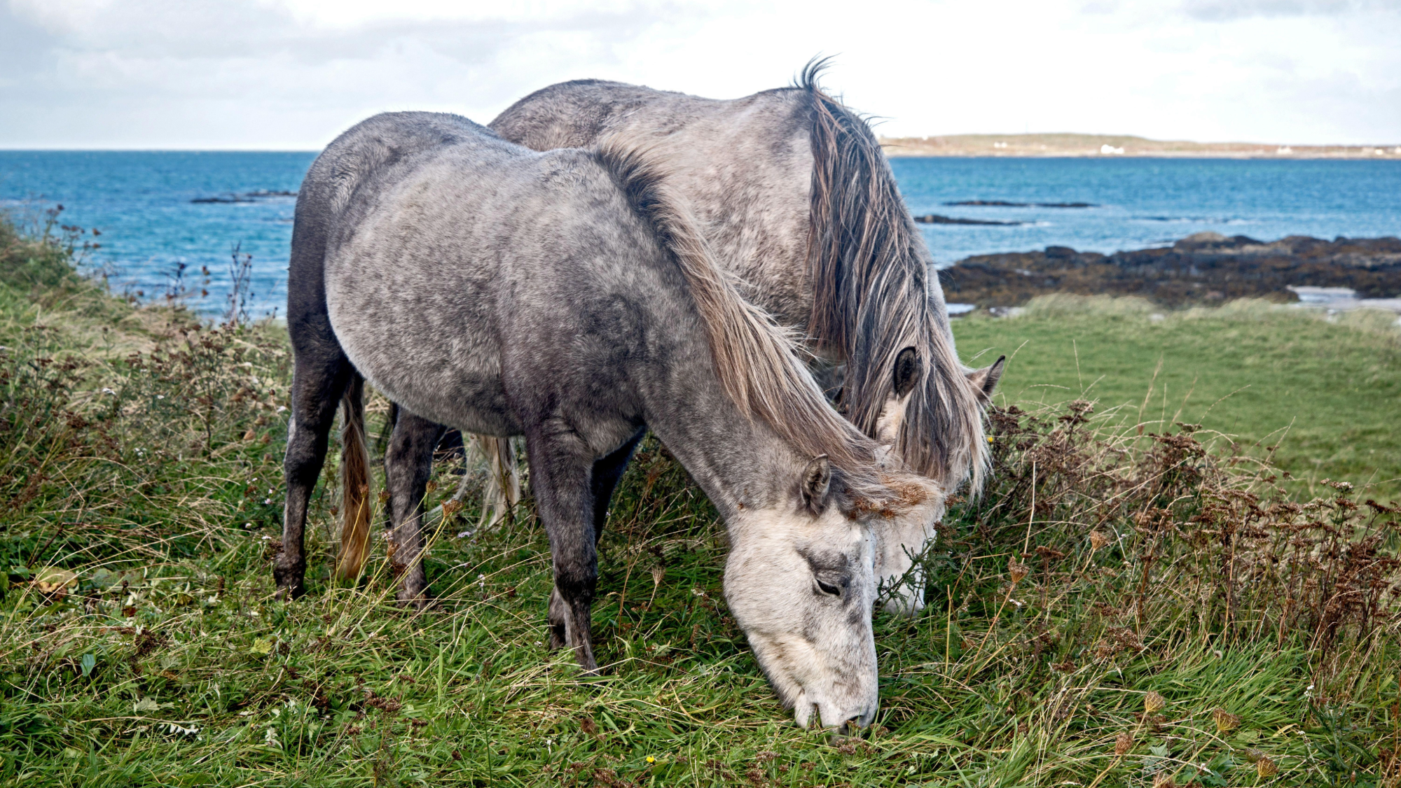 two grey eriskay ponies grazing in a rugged coastal landscape