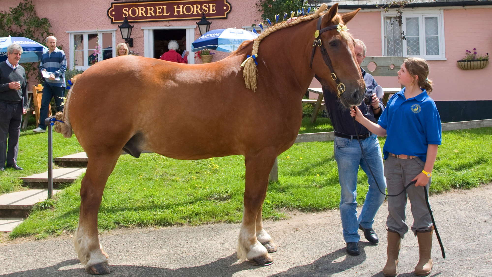 Suffolk horse stood square in profile outside a pub