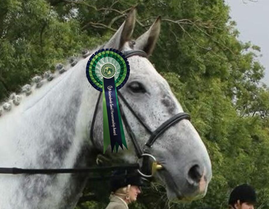 A grey horse wearing a Welfare Stewarding Group top horsemanship rosette