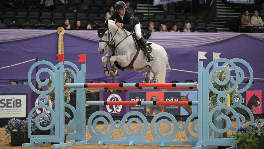 A grey horse jumps a large oxer in front of the purple area draps at Horse of the Year Show