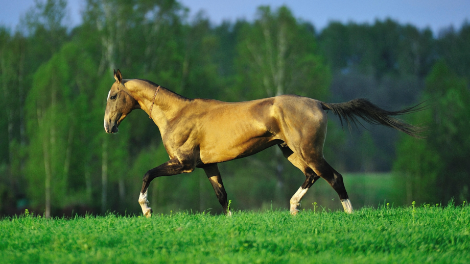 Golden Akhal-teke, tall, slender and trotting side-on in a field with a shimmering coat