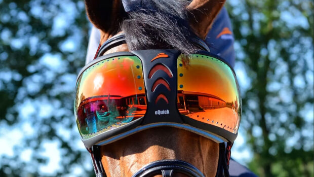 Horse wearing eQuick branded sunglasses