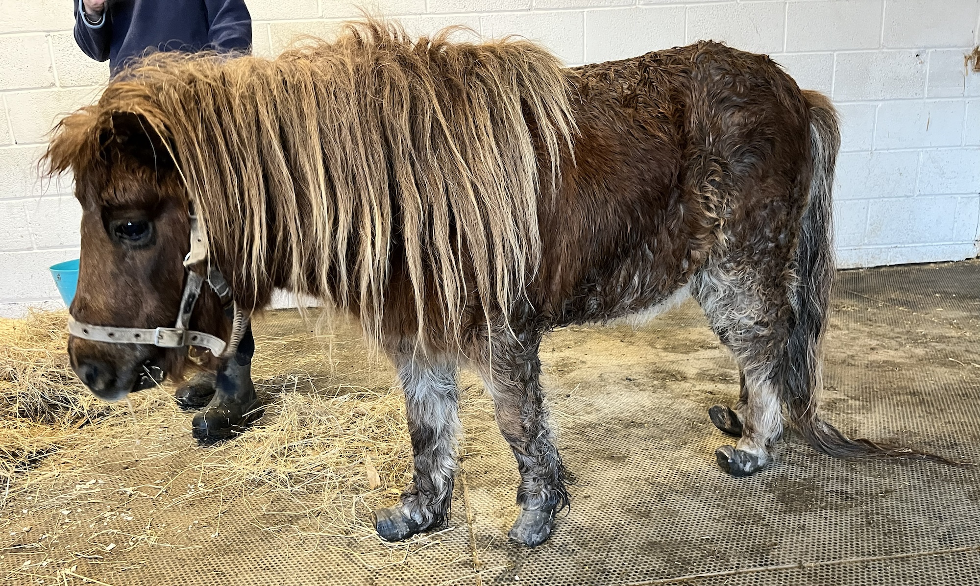 A Shetland with very overgrown feet