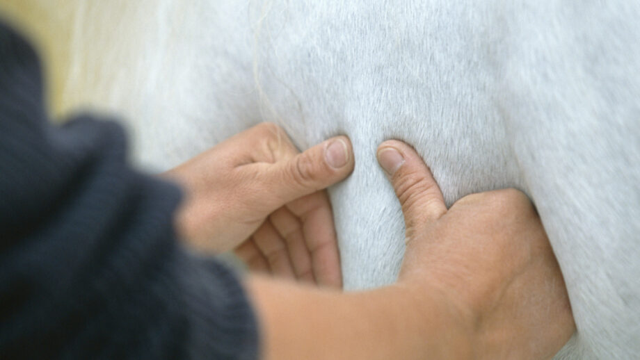 A veterinary physiotherapist performing a treatment on a horse.