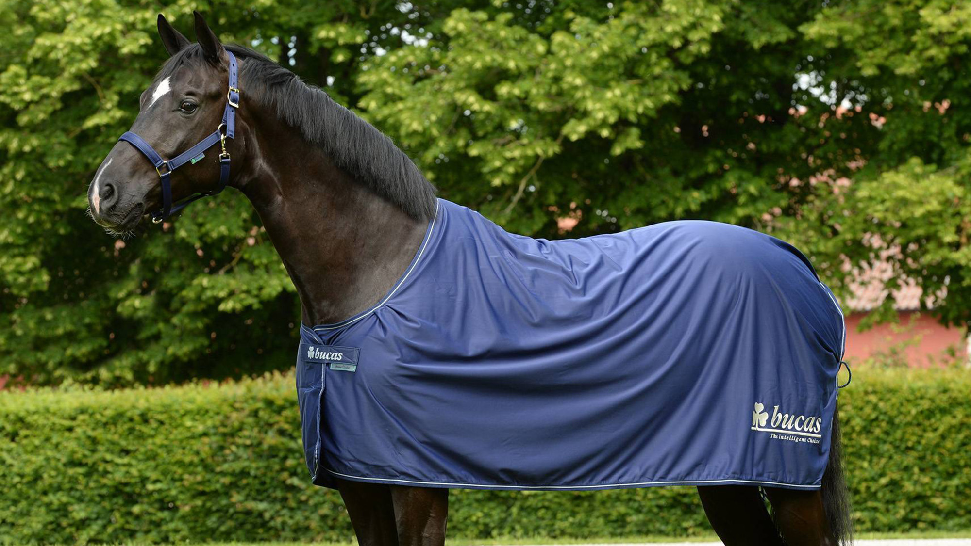 Bucas Power Prize Logo Cooler Rug