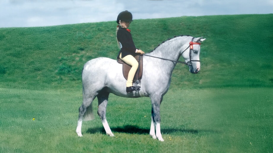 A grey show pony stands in front of a grass bank.