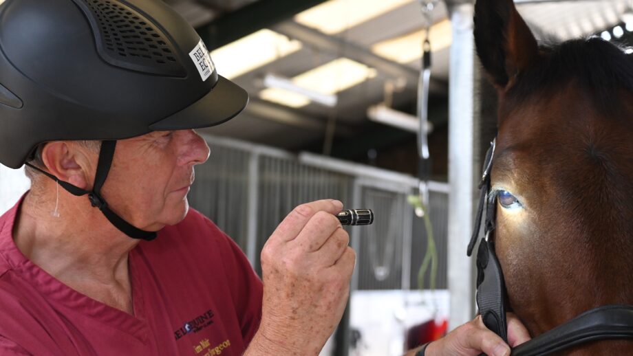 A vet examining a horse's eye