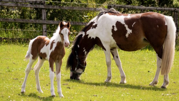 A newborn skewbald colt by his mother