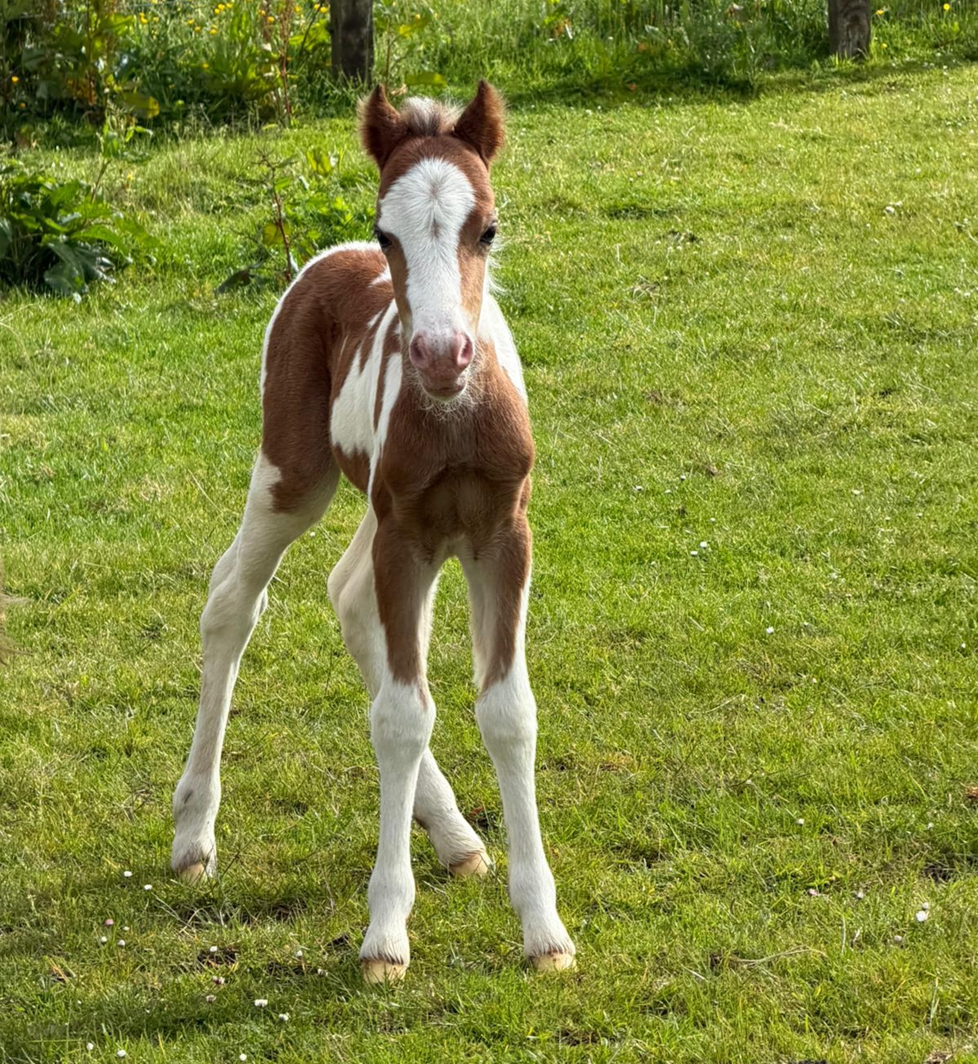 A newborn skewbald colt in the field