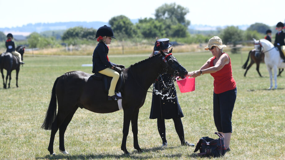 A dark pony with rider splashes water from a bucket while drinking on a hot summer's day at a show.