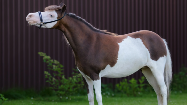 Pinto American miniature horse with a white face, stood square and in profile on grass