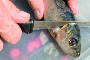 dead baits direct