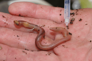 injectlobworm