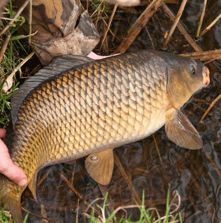 Last Carp