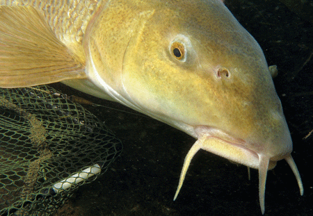 Barbel Barbel