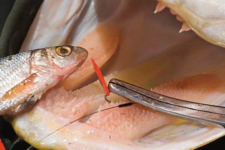 Pike mouth