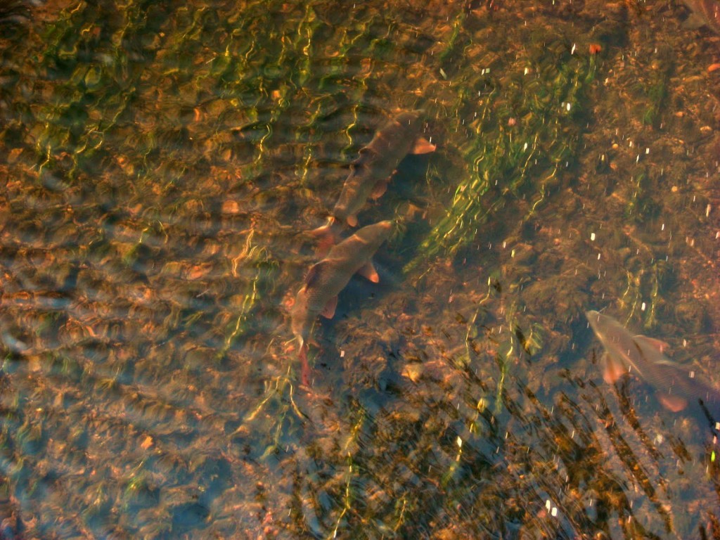 3barbel