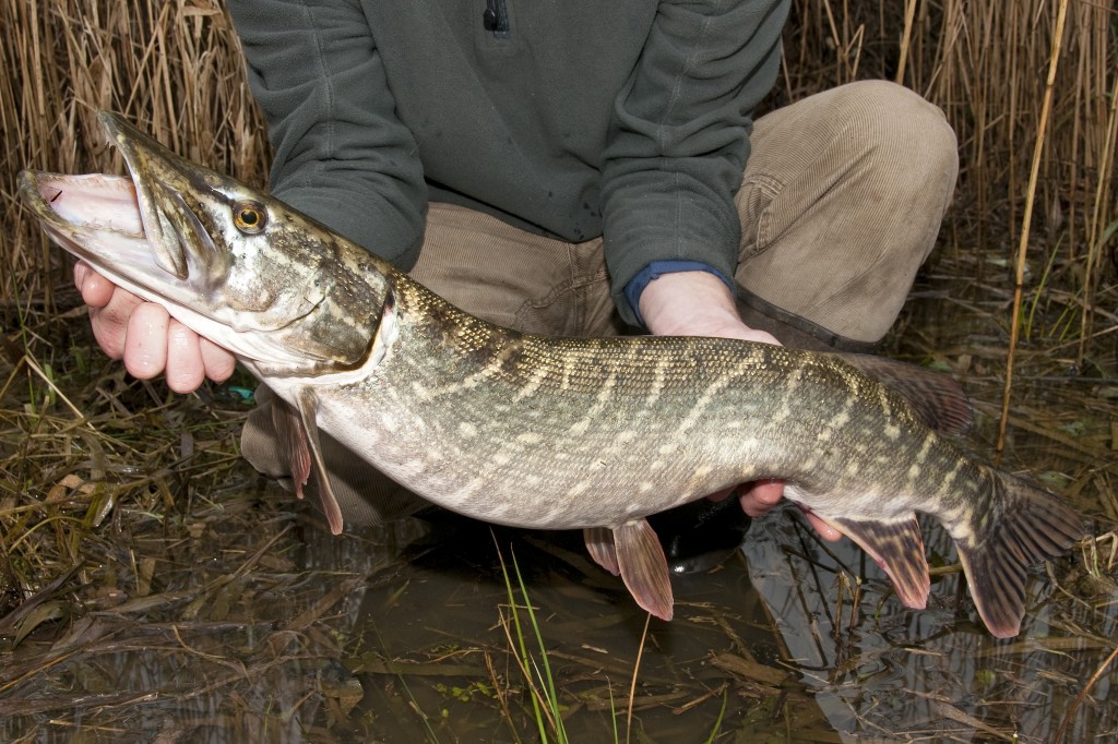 Pike fishing tips 5 of the best to boost your pike catches