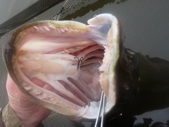 Alan Dudhill unhooking in water