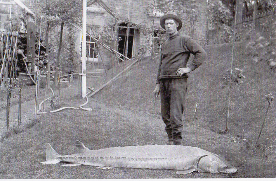 A River Severn sturgeon from the 1900s - could we see more of these in decades to come?