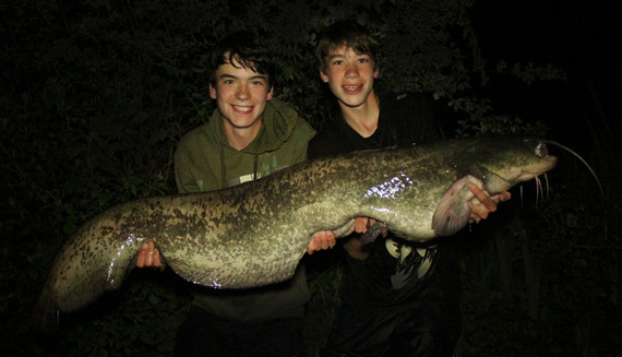 Target catfish