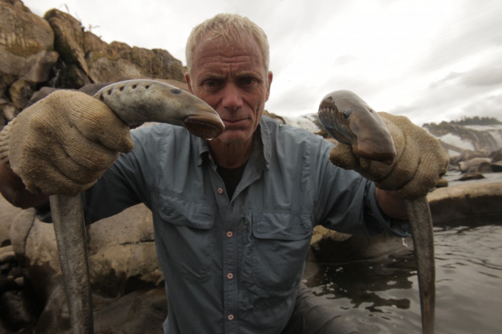 Are lamprey the vampires Jeremy Wade is hunting?