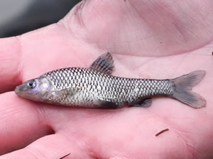 The invasive topmouth gudgeon is the subject of controversial action by the EA.