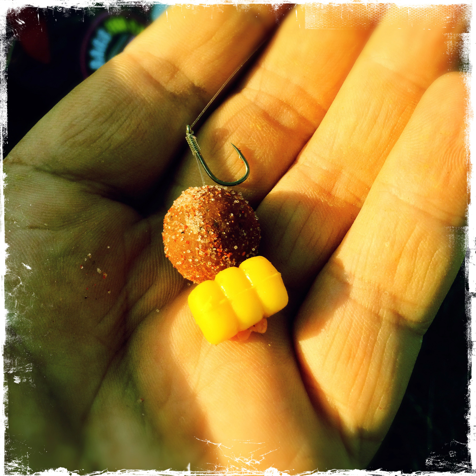 A Krill Feast boile tipped off with Credence Corn. I've found that boilies have outfished pellets considerably over the past 12 months.