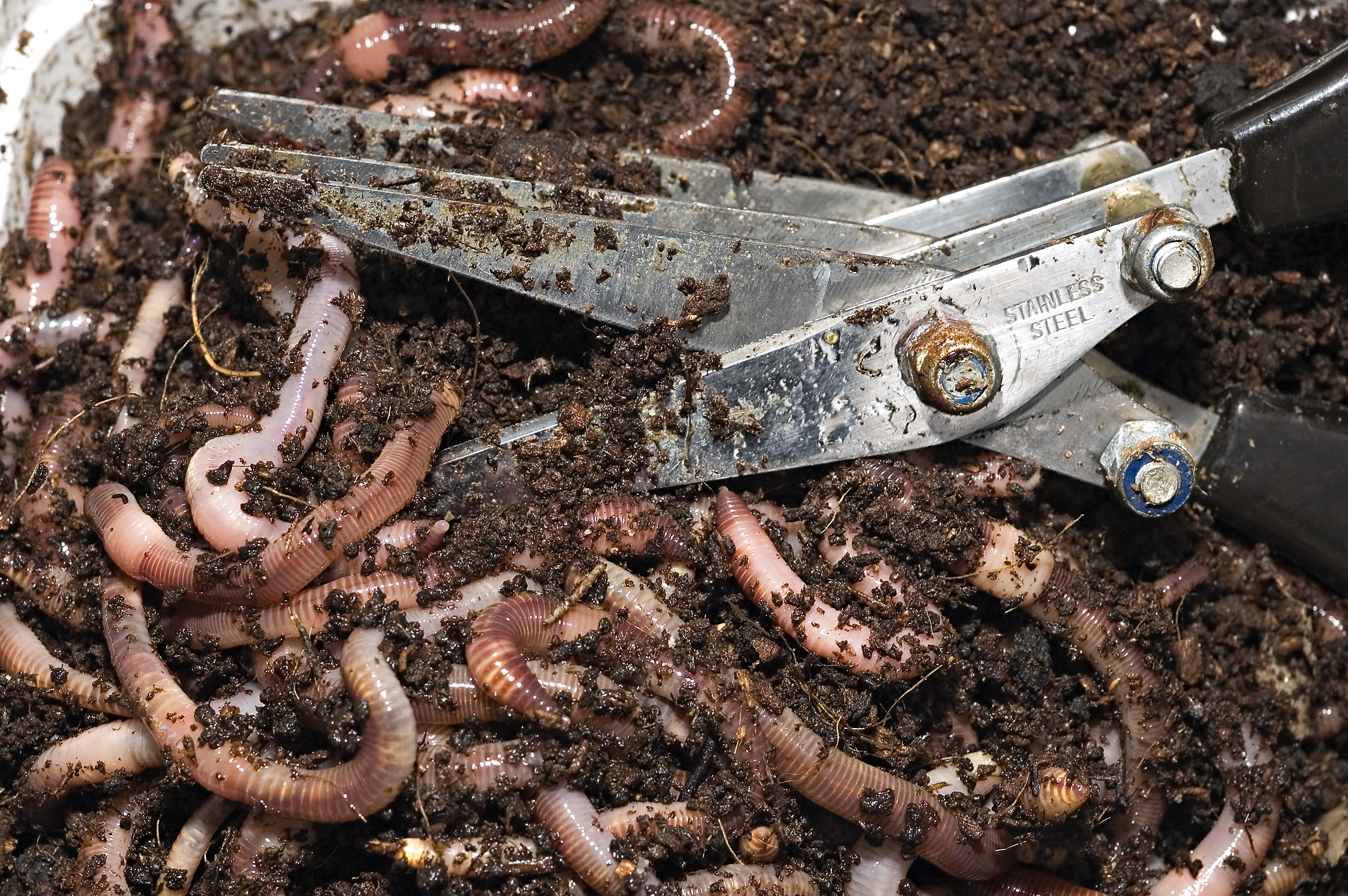 Chopping worms-2