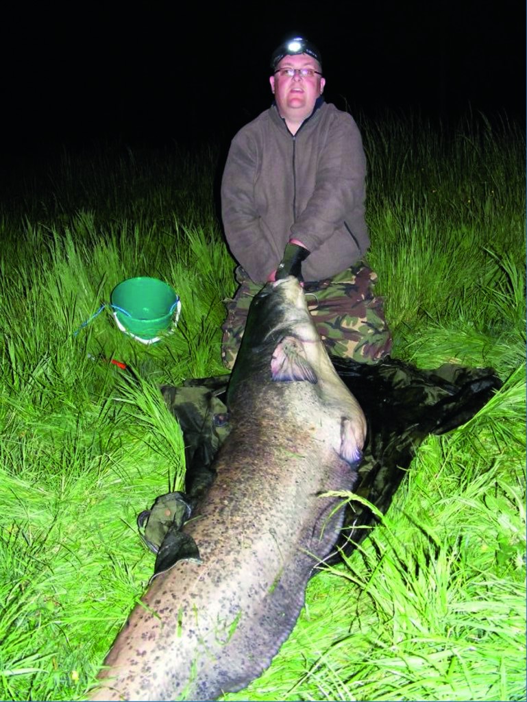 Catfish now a native species in the UK?