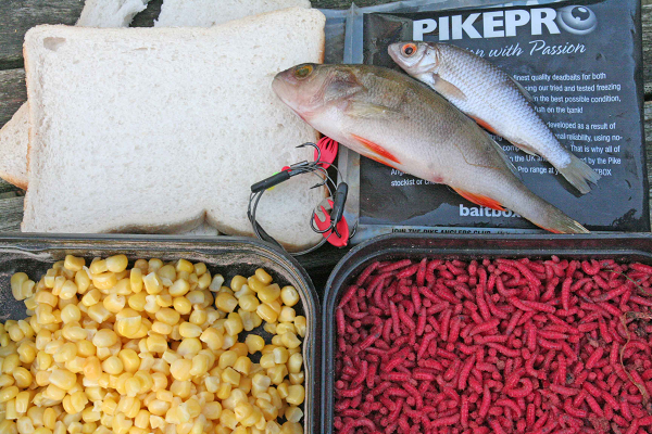 Bread, sweetcorn and maggots – all bases covered along with a few small deadbaits and pike tackle just in case predators become a problem.