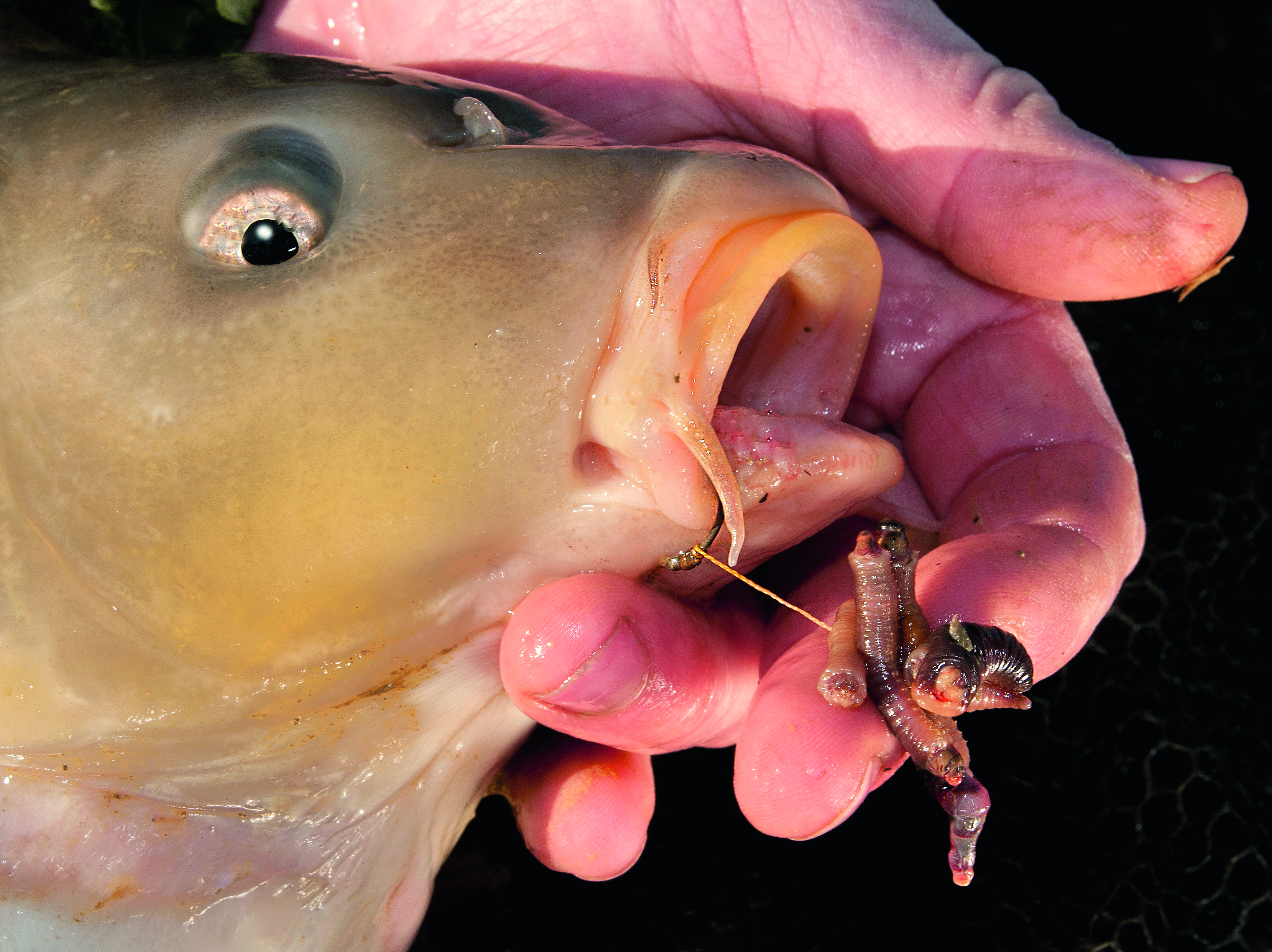 best carp attractant