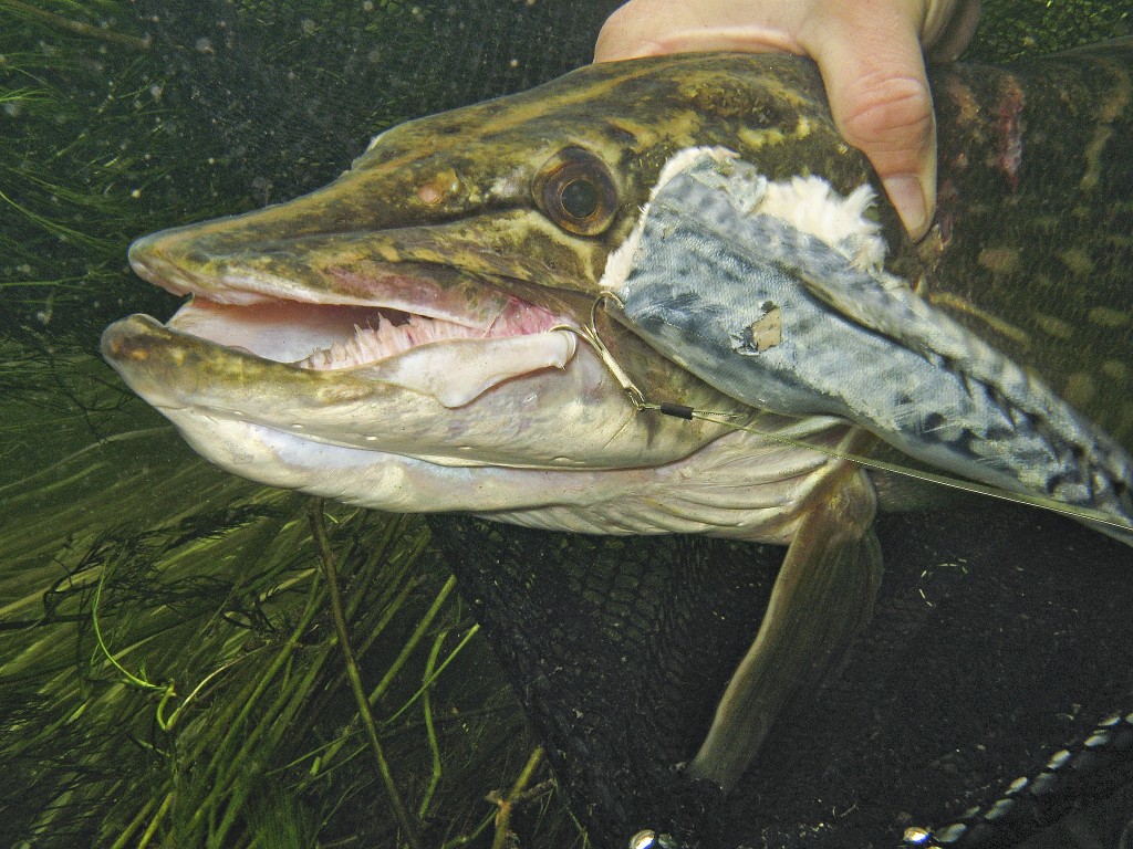 Top pike fishing tips for rivers