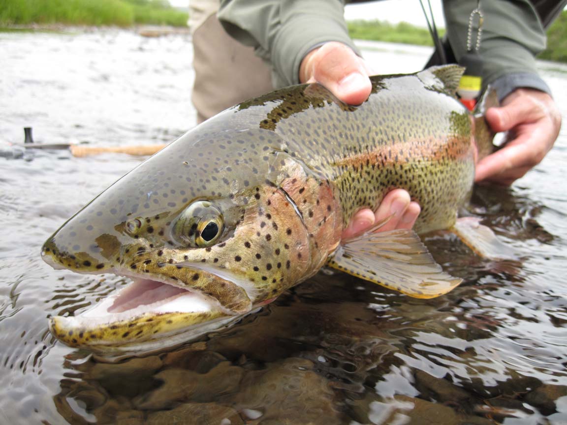 rainbow-trout-scofield-1