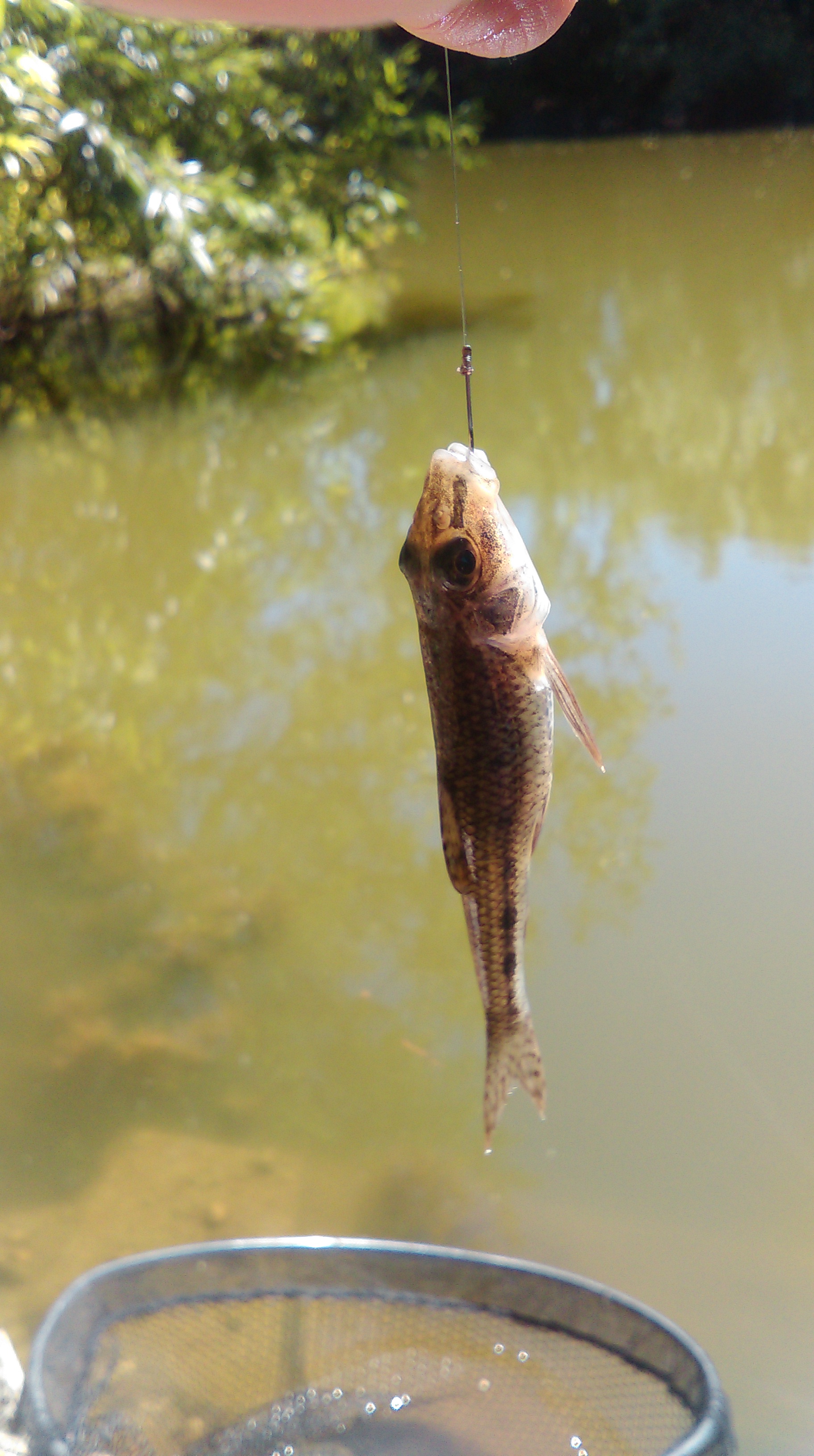 The gudgeon with a big mouth