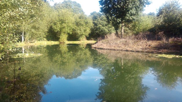 My swim at a local lake last week after the first very cold night of the year – a sudden drop to just 4C. Despite the difficult conditions I had four carp, three perch, a roach and lost a good bream. Next week I will tell you the only bait that worked…