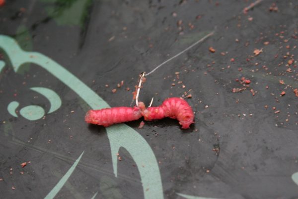 roach