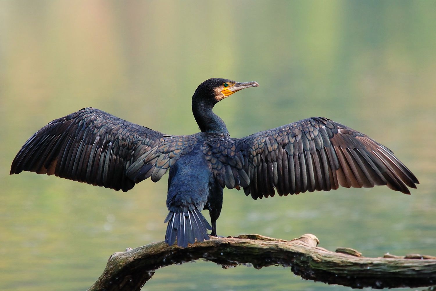 Cormorant action is coming - and you can help it succeed