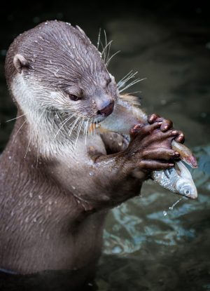 The otter issue is getting more and more attention.