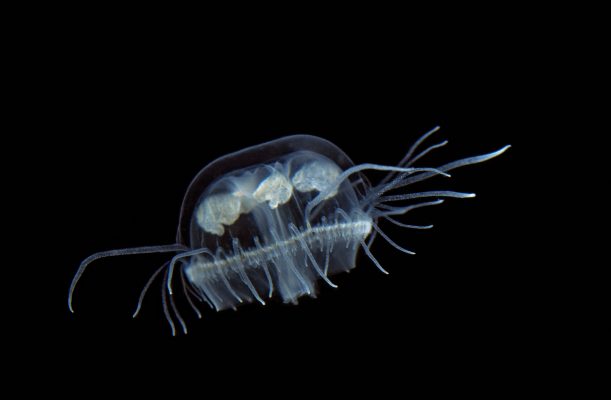 A freshwater jellyfish - they could crop up now in the UK.