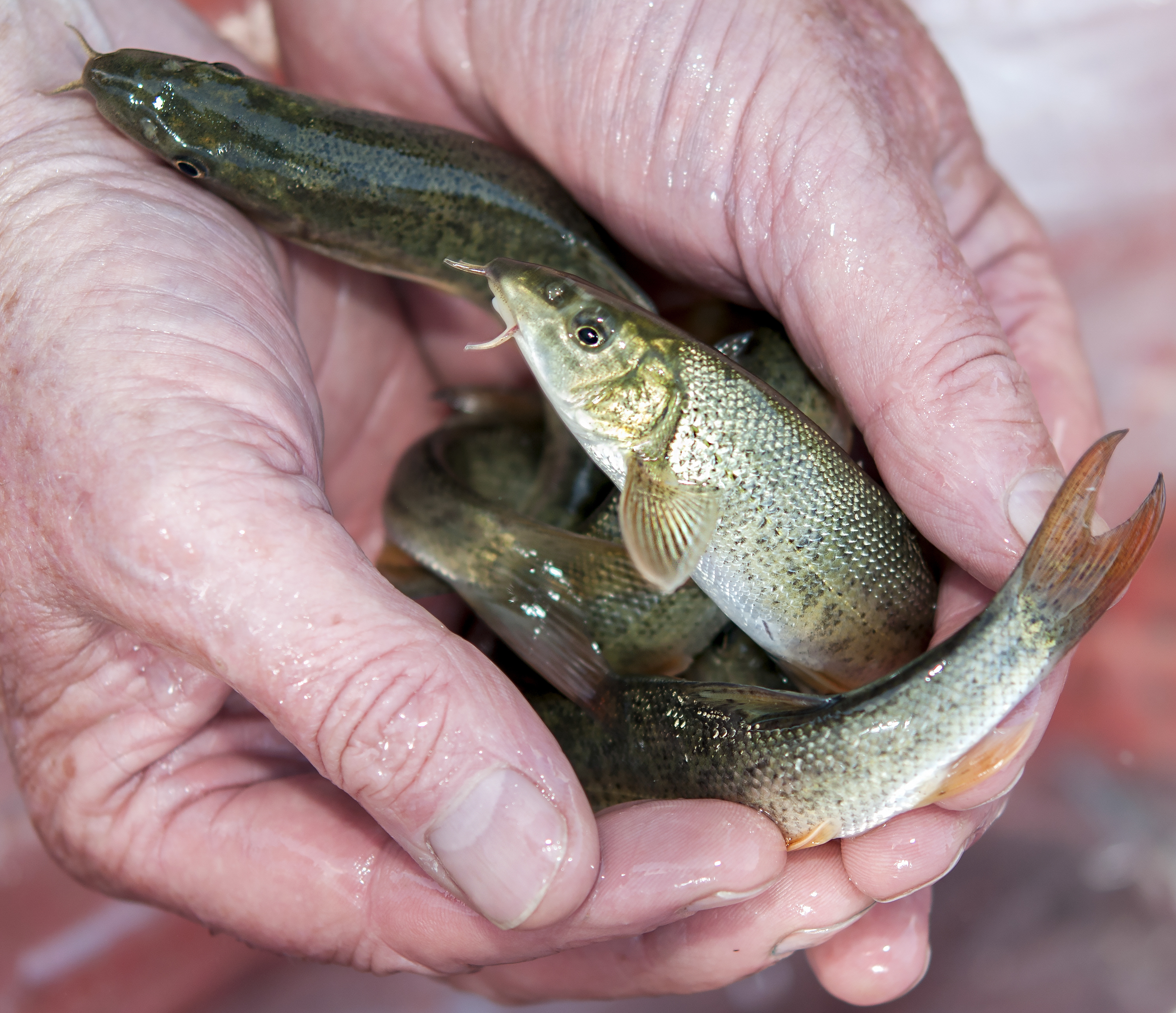Record barbel of the future? These fish are of the size normally used for river restocking.