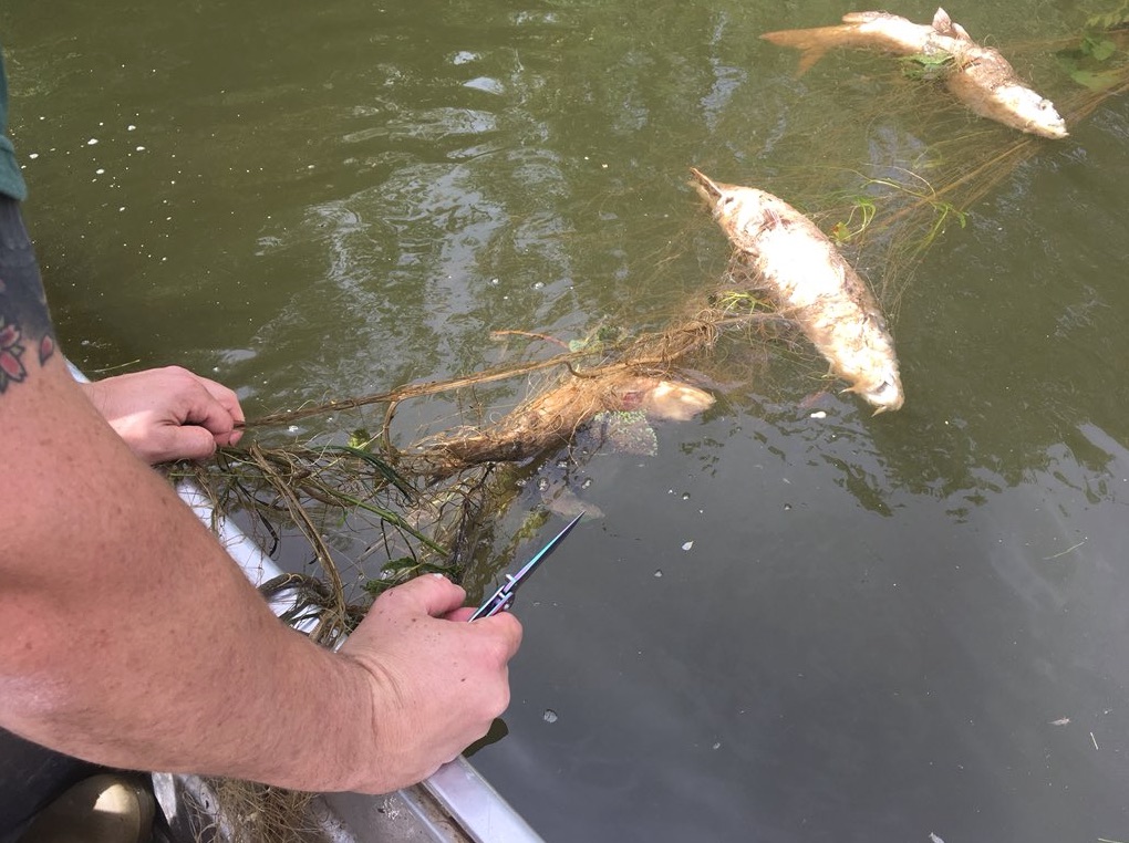 River Wye specimen coarse fish targeted by illegal fish rustlers