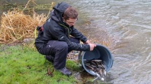 Chub get released into the record barbel river - but it's the new barbel which could be the seeds to restoring the venue back to what it was famed for.