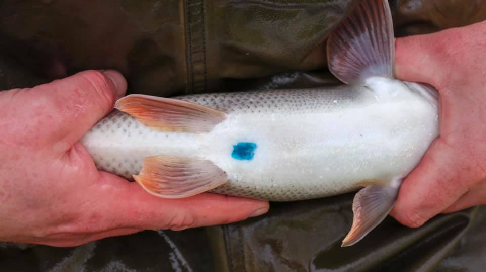 Barbel with dye marks like this have been stocked.