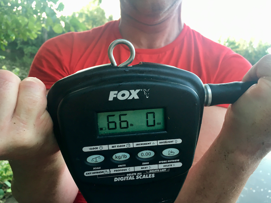 Not big enough - 66 lb scales reached their limit before the carp was even off the cradle.
