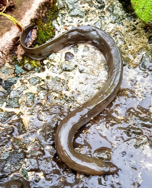 This eel was trapped in the poaching net.