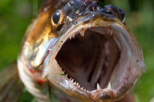 Canal zander could get new homes instead of being killed in official ongoing removal exercises.