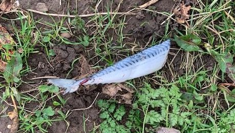 mackerel bait