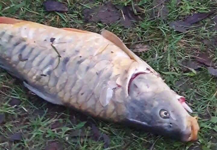 This fish was a victim of carp poachers.